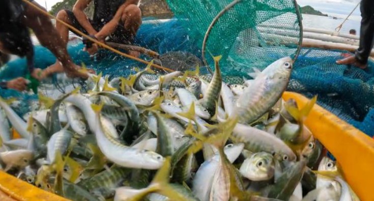 VGP – 根據越南水產品加工和出口協會（VASEP），10月水產品出口金額創紀錄，達10億美元後，11月份水產品出口金額稍微放緩，但仍達9.24億美元，年增17% 。
